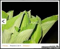 Используем jQuery Lightbox для фотогалереи