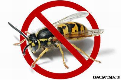 Простая ловушка для ос